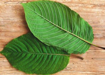 Types Of Kratom And How You Can Get Maximum Out Of It