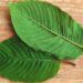 Types Of Kratom And How You Can Get Maximum Out Of It