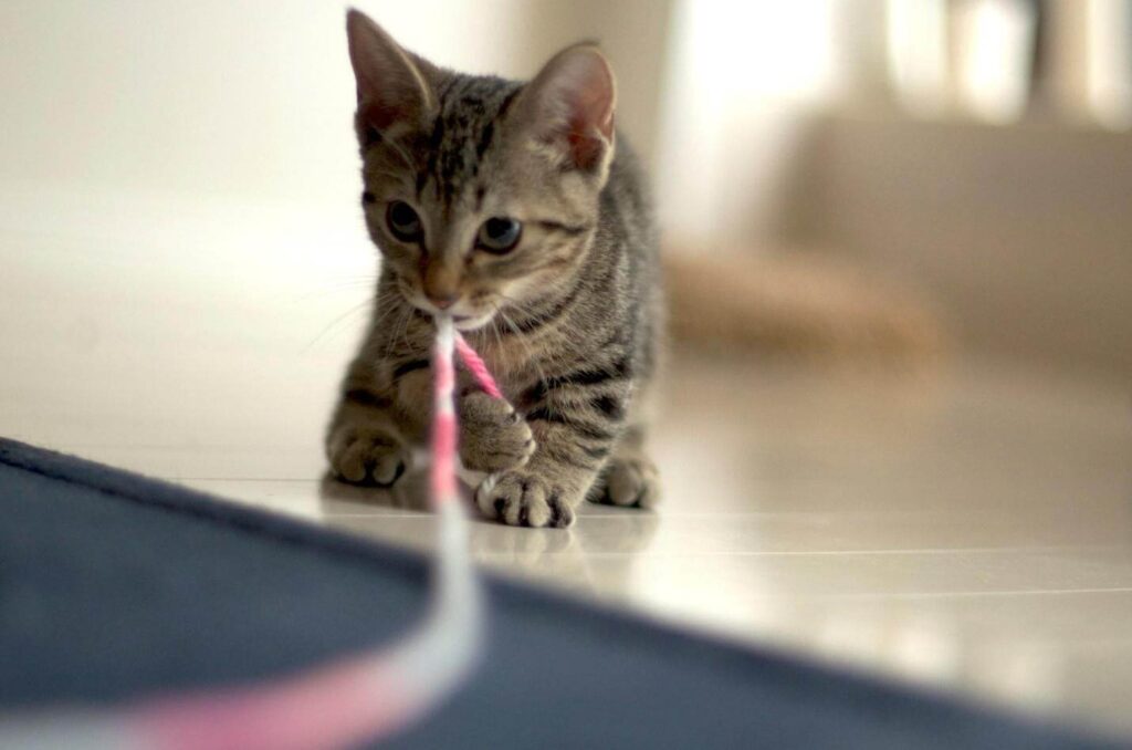 Munchkin Cat