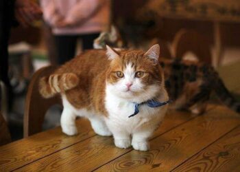 Munchkin Cat Breeds