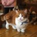 Munchkin Cat Breeds