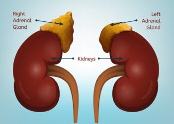 Human kidney and adrenal gland image. Health care, anatomical and medical vector illustration isolated on a light blue background.