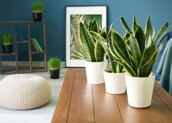 Six Air Purifying Plants to Help You Breathe Better at Home