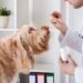 Online Pet Pharmacies