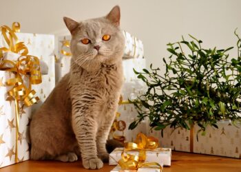 Gift Ideas For Cat Lovers