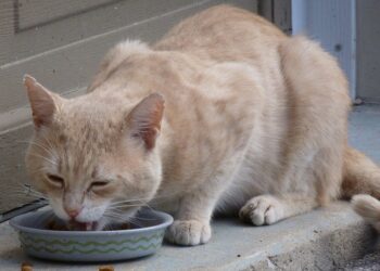 The Benefits of a Raw Food Diet for Cats