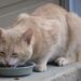 The Benefits of a Raw Food Diet for Cats