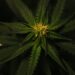 Cannabis as a powerful natural anti-inflammatory