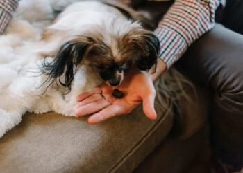 A Brief Guide to Edible and Topical CBD for Pets and How to Use It