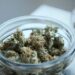 Top 6 Common Mistakes to Avoid while Enjoying Cannabis