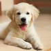 Five Tips to Help You Take Care of Your New Puppy