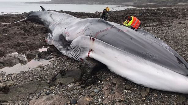 Blue Whale Bitten in Half 2021