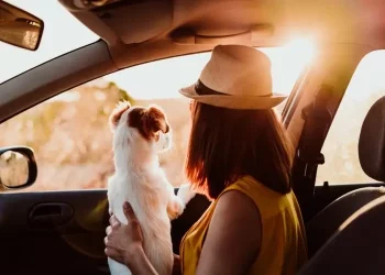 Traveling with Your Pet