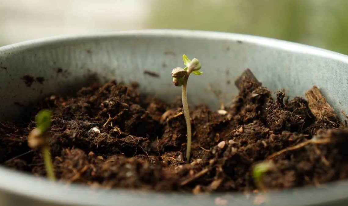 Best Ways to Germinate Cannabis Seeds