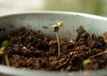 Best Ways to Germinate Cannabis Seeds