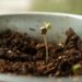 Best Ways to Germinate Cannabis Seeds