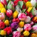 Popular Bouquet Flowers And What They Mean