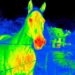 What do the colors mean in thermal imaging