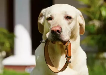 How To Clean Leather Dog Collar