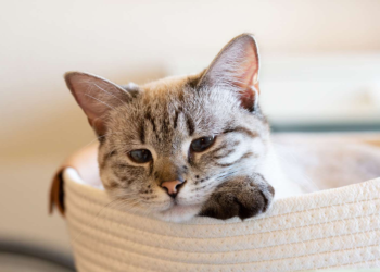 Everything about the Lynx Point Siamese cat the complete guide