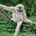 5120x1440p 329 gibbon