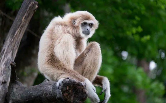 5120x1440p 329 gibbon images

