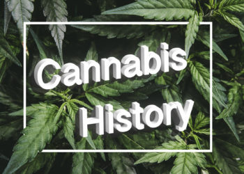 Evolution of Cannabis