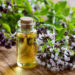 wellhealthorganic.com:health-benefits-and-side-effects-of-oil-of-oregano