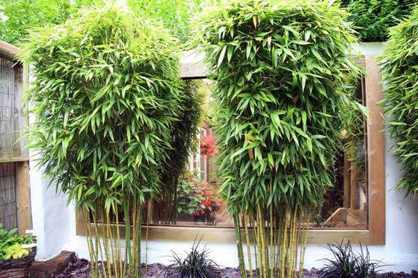 Exotic Plants for Thriving Household Gardens in the UK – Green Record