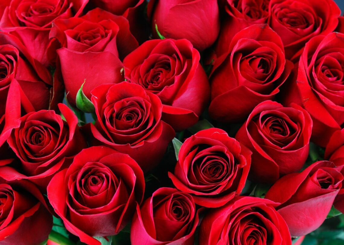 red-roses-what-this-color-means-green-record