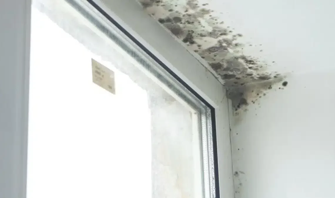 Signs Your Rental Property Has Mould