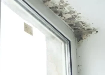 Signs Your Rental Property Has Mould