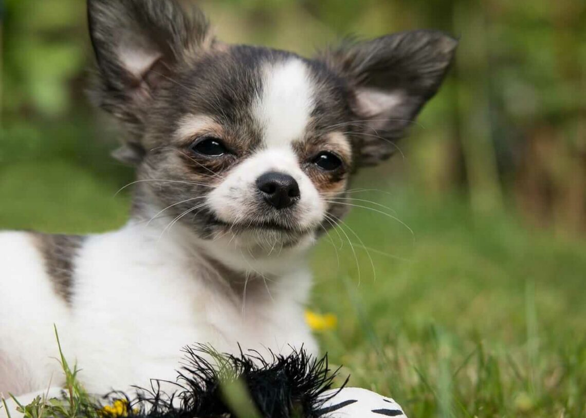 Chihuahua Husky Mix