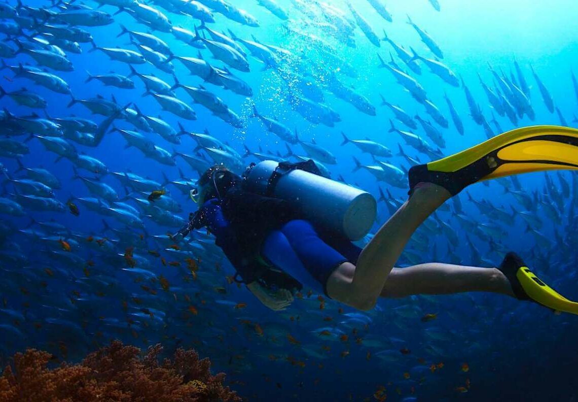 Koh Tao Diving