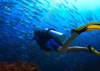 Koh Tao Diving