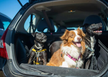 pet travel checklist