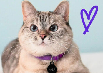 Meet Nala Cat: the Instagram Star With a Ton of