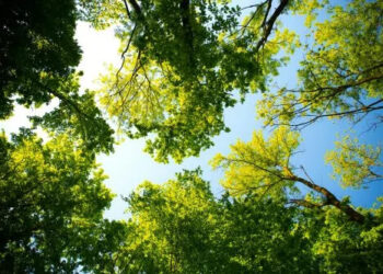 How to Choose an Eco-Friendly Tree Surgeon