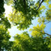 How to Choose an Eco-Friendly Tree Surgeon