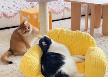 Why Your Cat Deserves a Sofa Bed (And How to Pick the Perfect One)