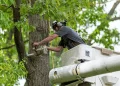 Tree Removal Near Me