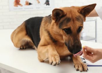 The Importance of Having Trazodone for Dogs Readily Available to You