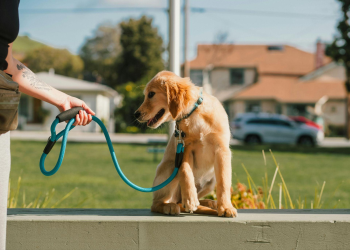 Best Dog Leash Brands Compared for Walking, Training, and Running
