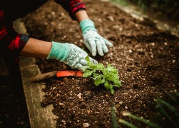 Cannabis Seeds Guide Choosing the Right Type for Your Needs