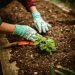 Cannabis Seeds Guide Choosing the Right Type for Your Needs