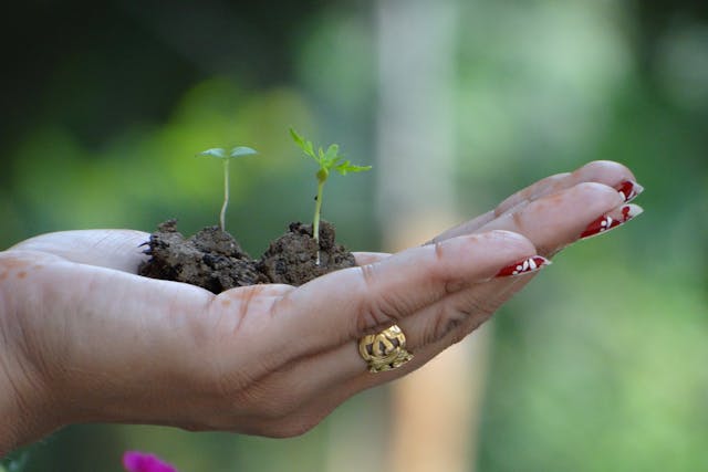 The Most Important Things to Check Before Buying Cannabis Seeds