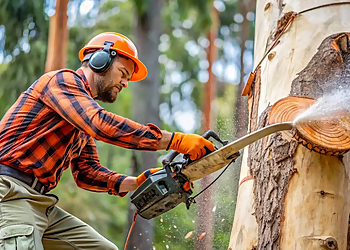 Tree Removal Mobile AL: Safe, Clean, and Professional Tree Work for Every Property