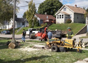 Tree Removal Mobile AL: Safe, Clean, and Professional Tree Work for Every Property