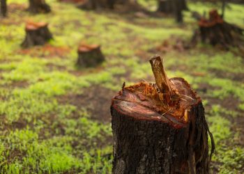 How Responsible Tree Care Protects Homes, Gardens and Local Landscapes