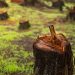How Responsible Tree Care Protects Homes, Gardens and Local Landscapes